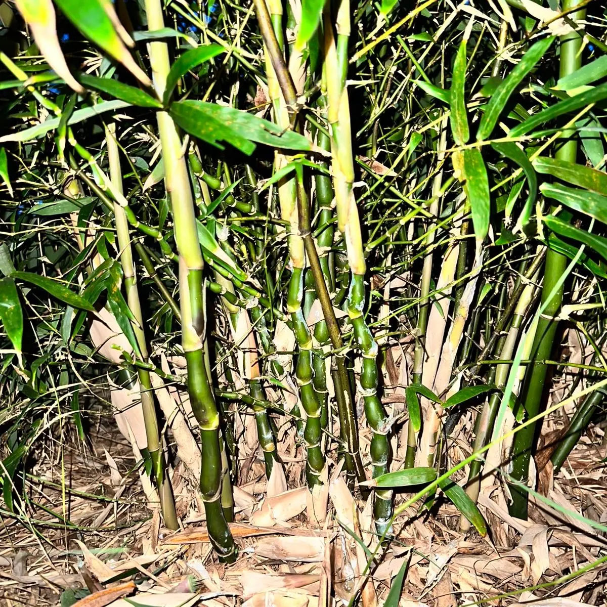 Buddha Belly Bamboo XL rhizome