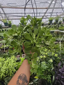 Trailing Jade 'Senecio jacobsenii'