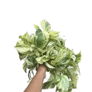 Highly Variegated Pothos Snow Queen - 6 Inch