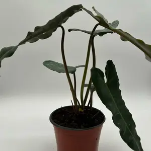 Philodendron Black Billietiae Billietiae x Atabapoense 6" Pot Collector's Rare Plant Unique Species Botanical Diversity