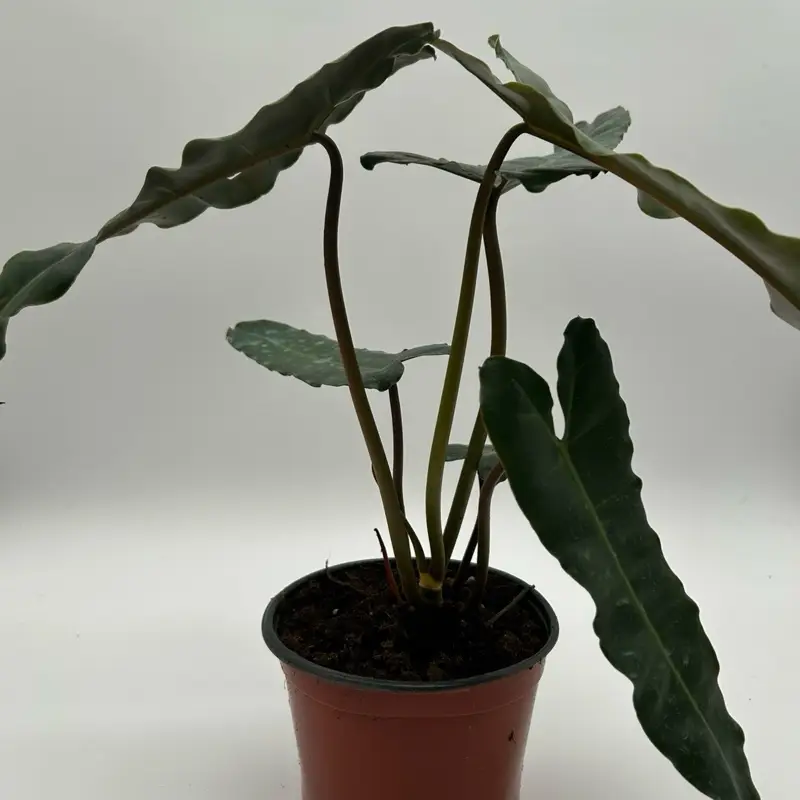 Philodendron Black billietiae Billietiae x Atabapoense 6" pot collector's plant rare plant