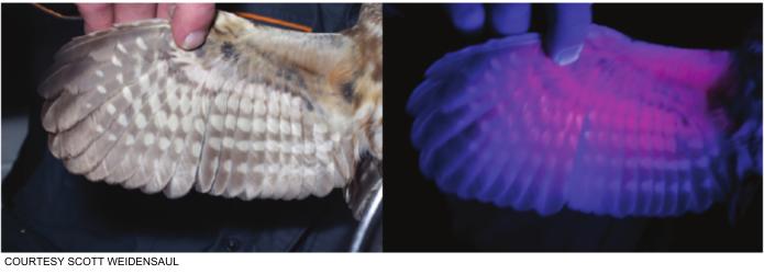 Scout Feather Adventure Survival Knife