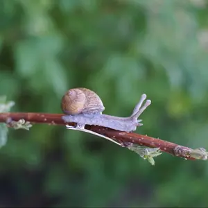 Snail Clip Hand Sculpted Unique Hair Clip Handmade with Real Garden Snail Shell