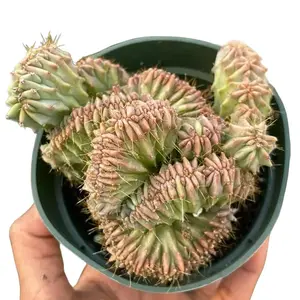 Crested Myrtle Blue Cactus | Blue Candle | Live Cactus
