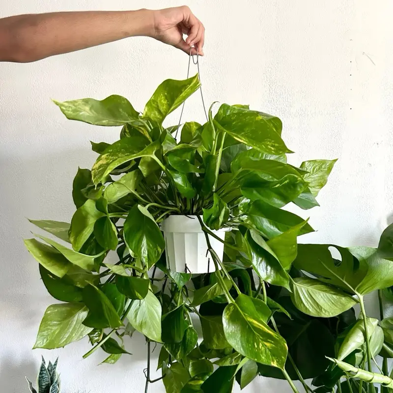 XL Golden Pothos - 6 Inch Plant