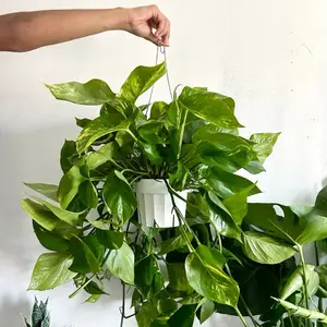 XL Golden Pothos - 6 Inch Plant