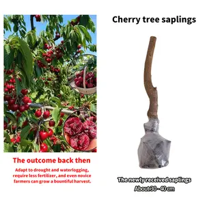 (WD#FF)Live Cherry Tree Seedling for Outdoor Planting｜Young Rooted Plant for Garden & Patio