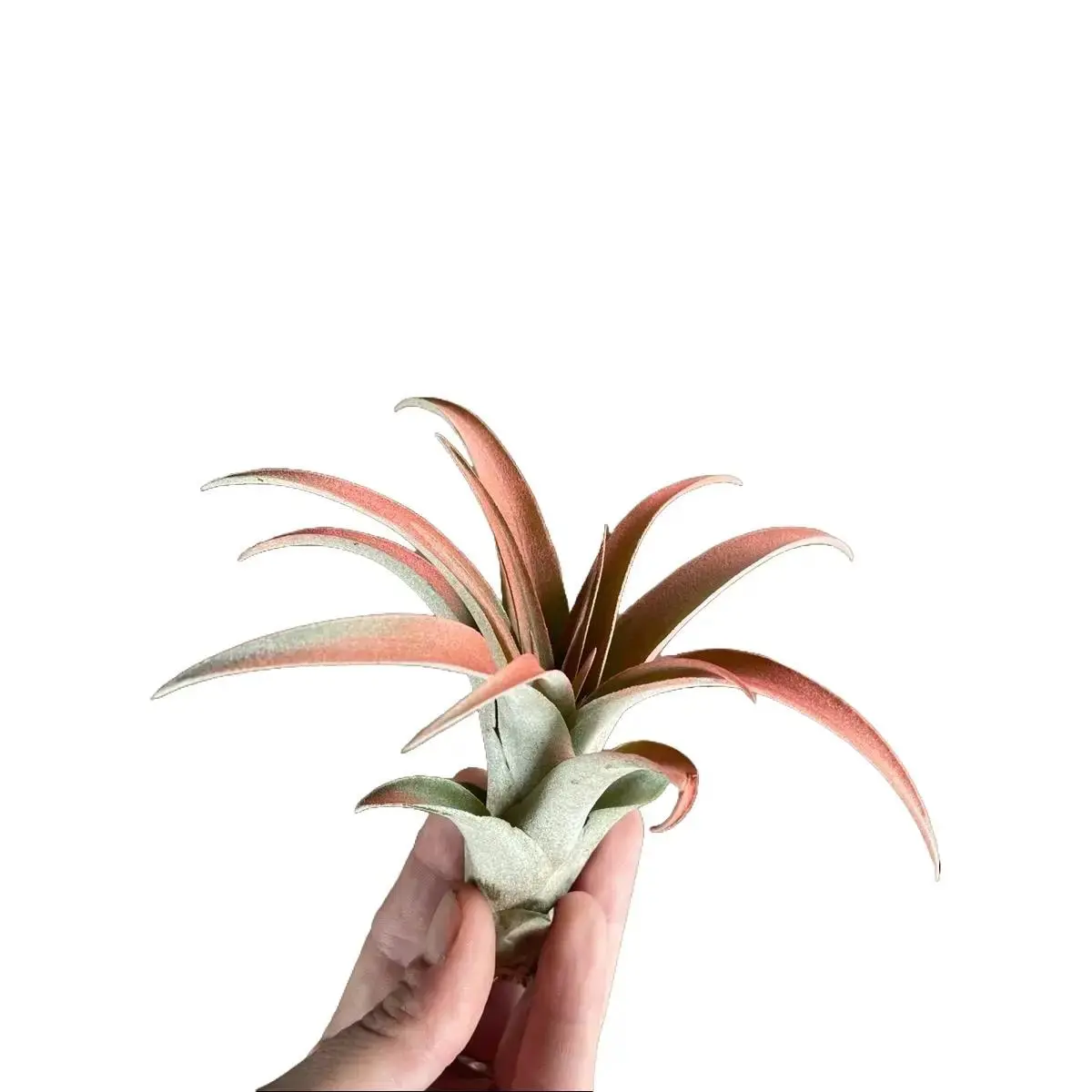 Medium Capitata Peach Air Plant - Healthy Indoor Live Houseplant - Easy to Care Houseplant - No Soil Needed for Nutrients - Great Air Purifying for Home and Office - Low Light Tolerant