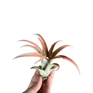 Medium Capitata Peach Air Plant - Healthy Indoor Live Houseplant - Easy to Care Houseplant - No Soil Needed for Nutrients - Great Air Purifying for Home and Office - Low Light Tolerant