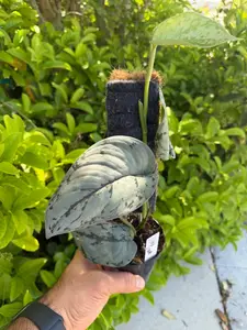 Scindapsus silver sierra totem - 4” pot