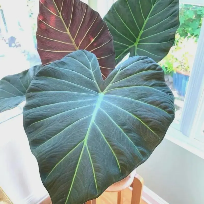 Alocasia Regal Shield Potted Live Plant 8in - Iconic Velvet - Striking Patterned Petioles - Exotic Arrowhead Leaves - Rare Collectors Plant - Bold Interior Foliage - Statement Houseplant - Tropical Jungle Vibe