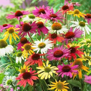 1000Pcs Mixed Echinacea Seeds – Vibrant Perennial Coneflowers That Attract Bees & Butterflies