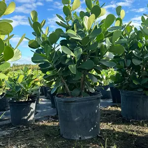 Clusias plants