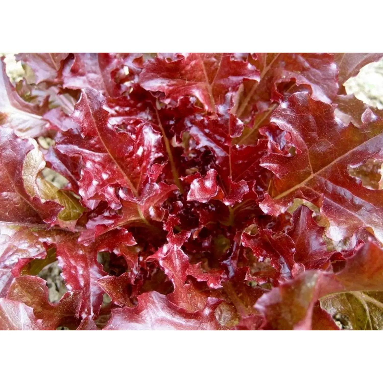 Red Salad Bowl Lettuce Microgreens