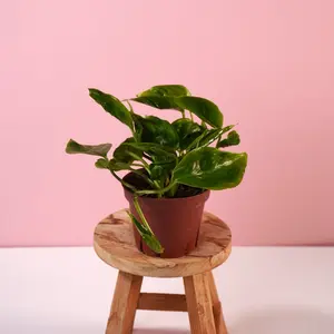 Rare Pothos “Shangri-La” - 4” Pot