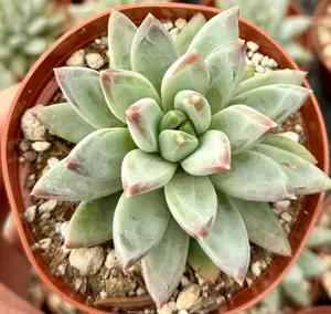 Live Little Jewel Plant - Variegated Little Jewel Plant - Pachyphytum Compactum Plant - 4 Inch Pot