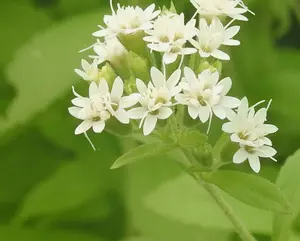 Stevia rebaudiana | Sweet Herb of Paraguay | Sweetleaf | 50_Seeds