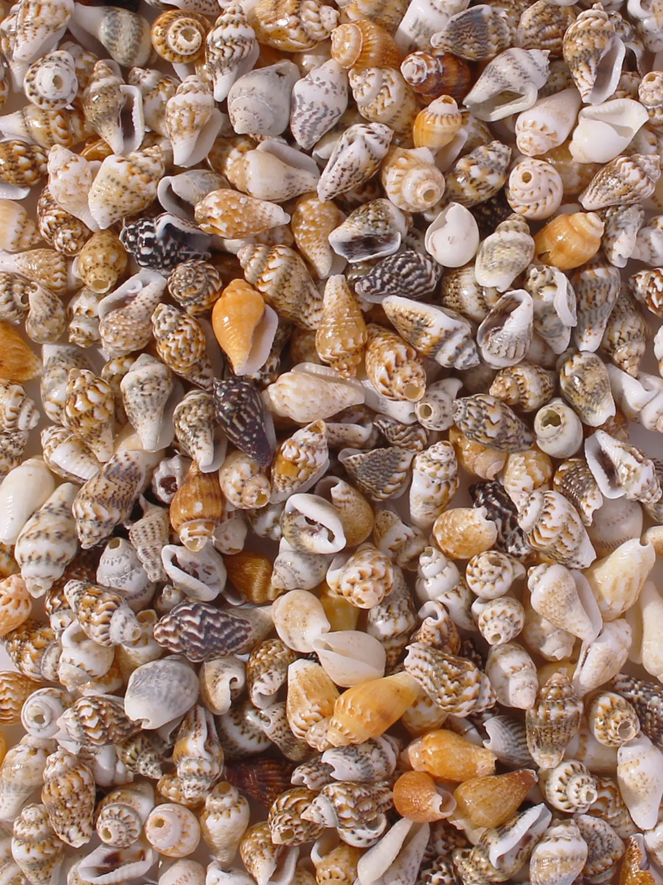 50 Pcs Small Shell Beads Set for DIY Jewelry Making, Beaded Set, Natural Seashell with Holes, Beach Decor Accessories, Ideal for Women's Jewelry Creation, Bead Assortment Craft