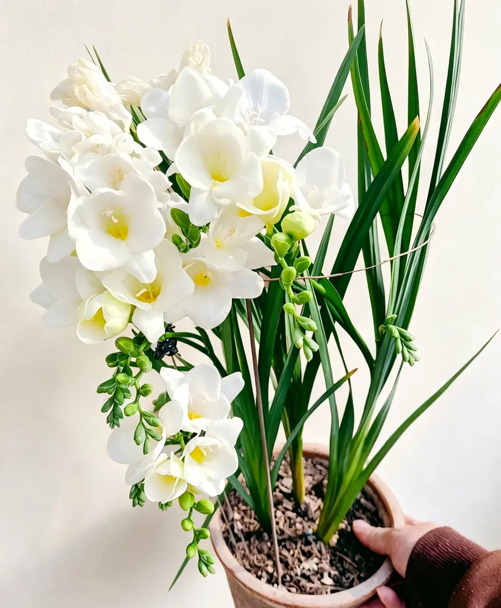 Double-Petaled Fragrant Snow Orchid Bulbs, Strongly Scented Azure Orchid Ball Root Flowers, Easy-to-Bloom Potted Plants for Balcony Garden (Year-Round Growth)