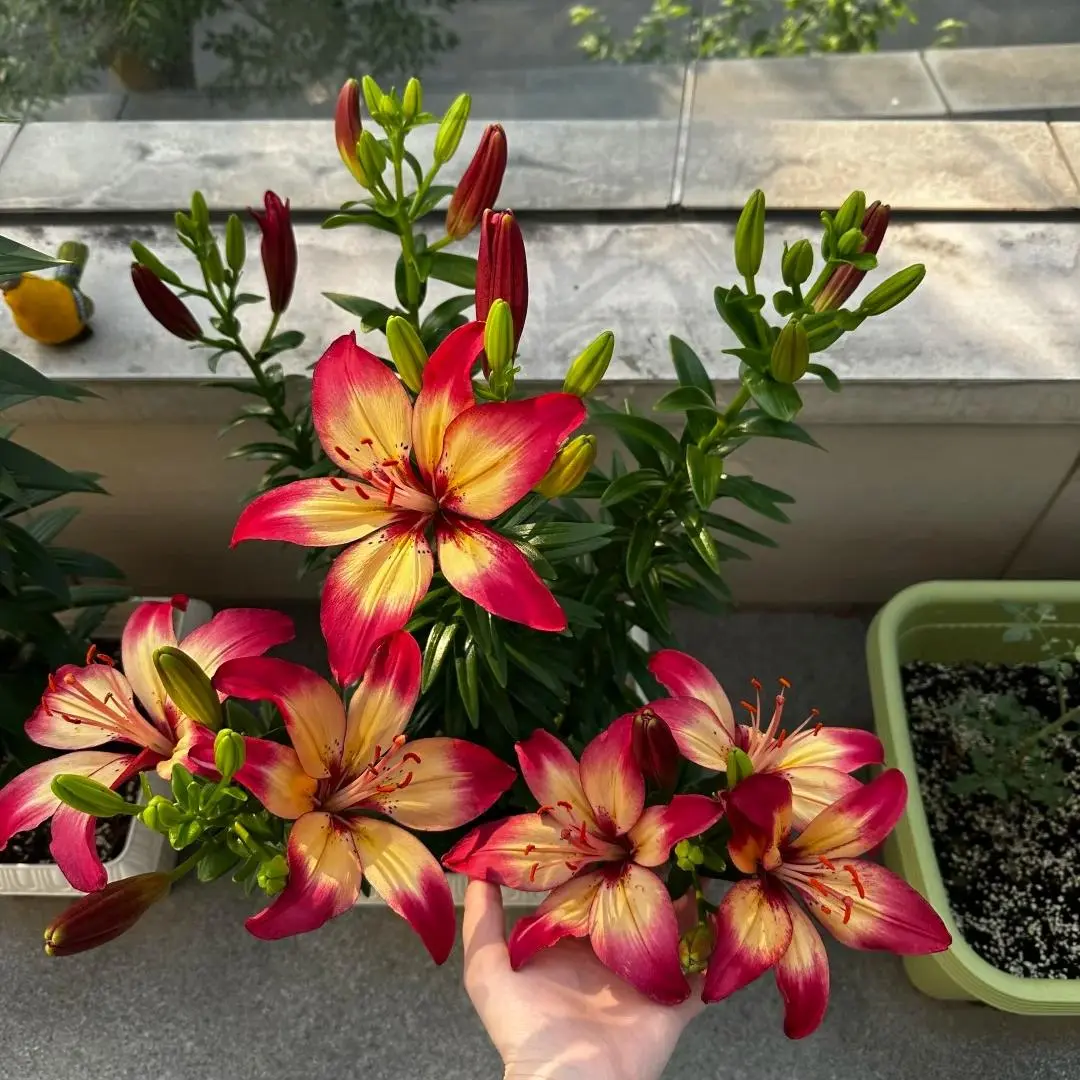 Fragrant Lily Bulbs Lilium Brownii, Hardy Perennial Flower Bulbs, Ideal for Outdoor Garden & Indoor Pot Planting