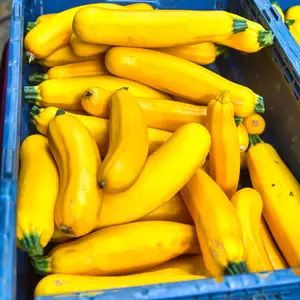 Golden Zucchini Summer Squash Organic Seeds (Cucurbita pepo) Bright golden fruits with tender skin and mild flavor. Vigorous producer perfect for grilling, sautéing, and fresh eating