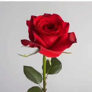 Fresh cut flower red roses 12 stems no vase Brain Health Adult Rose Decor Decorative Fruit