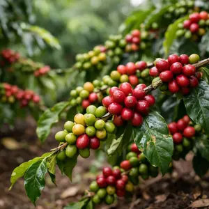 Coffee Seeds – Coffee Plant Seeds for Indoor Outdoor Growing, Easy Grow Plants