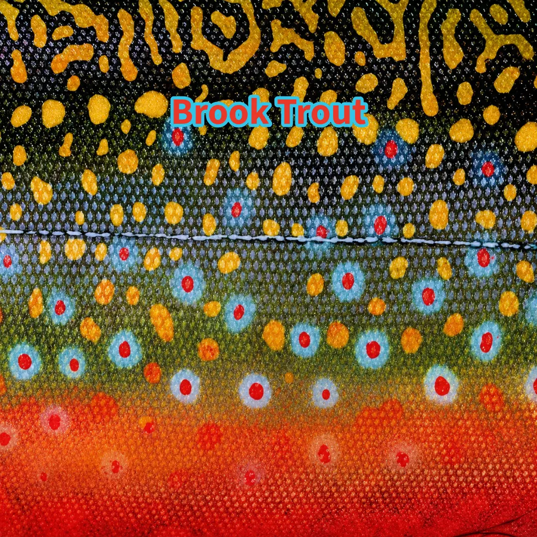 Brooktrout