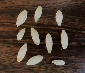 Pumpkin Heirloom Seeds Mix Very Rare 10 Non GMO Seeds