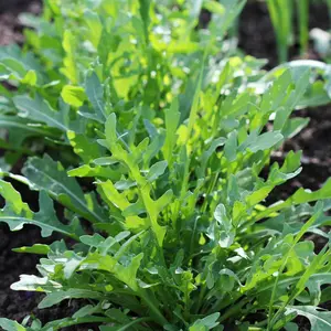 Wild Child Arugula (Diplotaxis tenuifolia) Organic Seeds – Spicy, Nutty Flavor, Perennial-Style Growth, Ideal for Salads and Garnishes