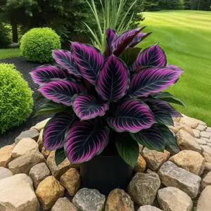 800 pcs Hosta Seeds – Hardy Shade-Loving Perennials for Yards & Landscaping