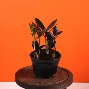 Rare ZZ “Black Queen” Plant - 4” Pot