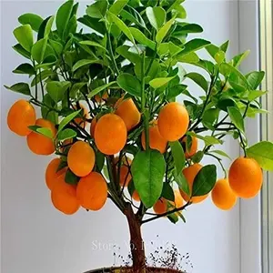 50+ Bonsai Orange Tree Seeds, 10 Seeds, Grow a Cold Hardy Fruit Bearing Bonsai Tree - Easy to Grow Fruit Tree, Citrus Bonsai Indoor or Outdoor
