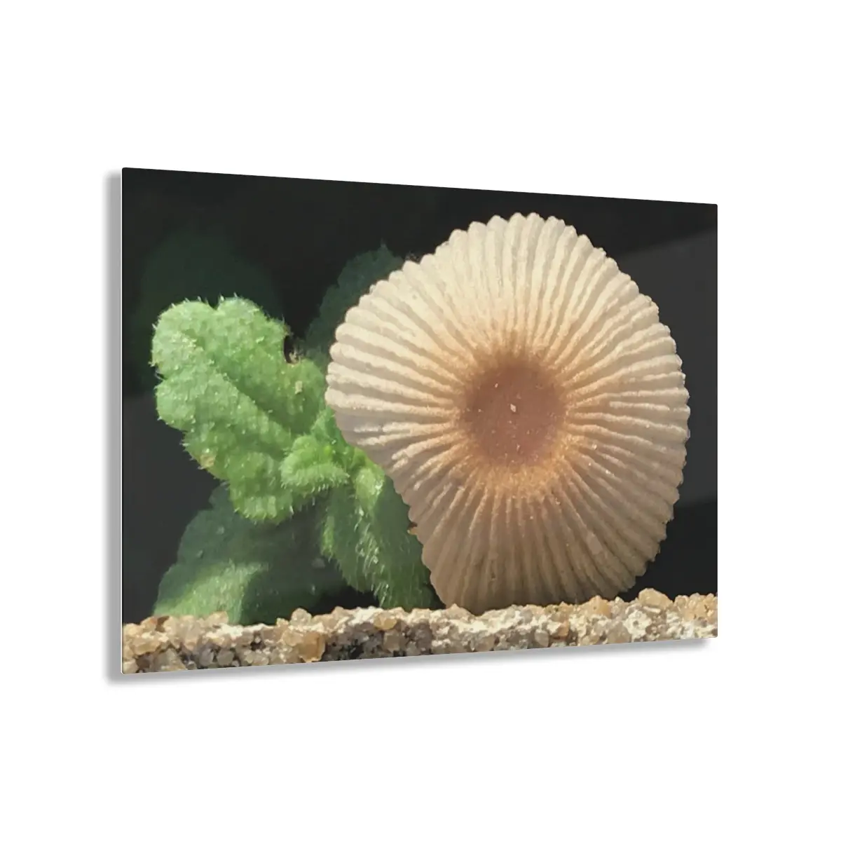 Mental Focus Acrylic Prints