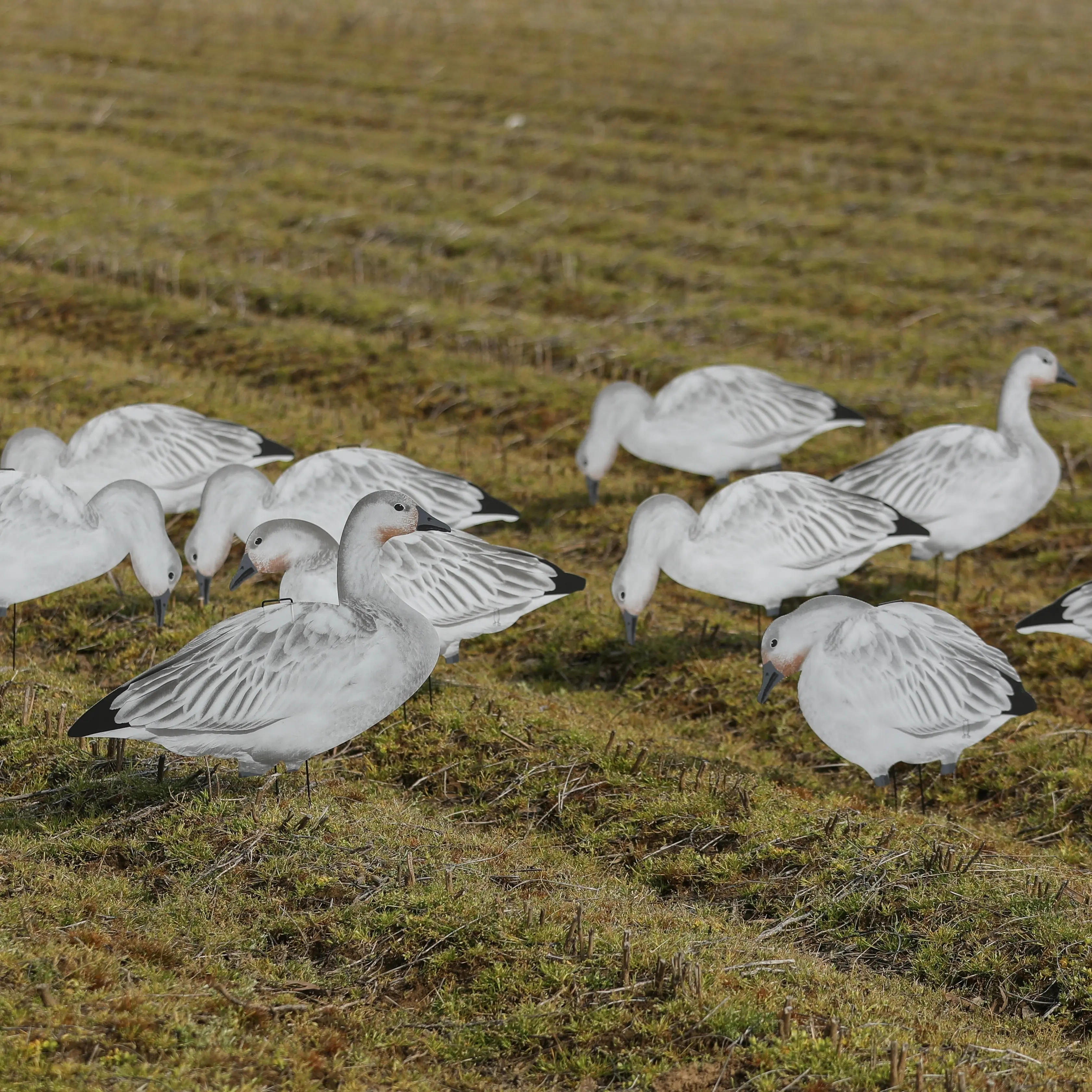 Juvie Goose Silhouettes