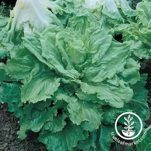 Endive Seeds - Broadleaf Batavian