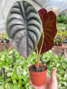 4" Alocasia Red Secret Plant (LIMITED AVAILABILITY)