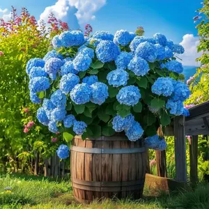 30pcs Blue Pink Purple Hydrangea - Beautiful and Hardy Perennial Flowers for Your Garden