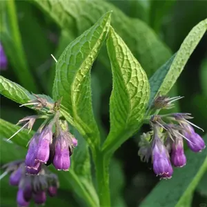 200+ True Comfrey Seeds - Symphytum Officinale - Heirloom Herb with Vibrant Purple Flowers for Beautiful Gardens