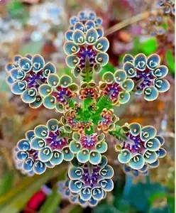 Mother of Millions Kalanchoe tubiflora 100 Seeds Drought Tolerant Succulent for Indoor Outdoor Use Compact Low Maintenance Decorative Container Garden