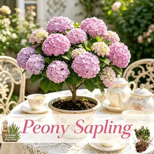 Hydrangea seedlings, deciduous landscape shrubs, adapted to moist soils, with lush flowers, ideal for balcony potting and residential garden decoration