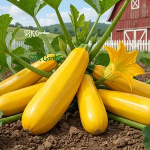 25+ Golden Zucchini Summer Squash Seeds