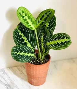 Maranta Leuconeura 'Lemon' - Lemon Lime Prayer Plant - 4" Pot
