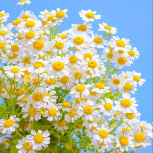 Roman Chamomile Herb Garden Seed, Chamomile Seeds Pack 0.5 G,Adorable flowers with a charming fragrance, Pollinator-Friendly Spring Seeds