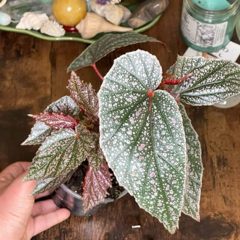 Begonia ‘Miss Mummy’ | Established Plant | 4” Nursery Pot