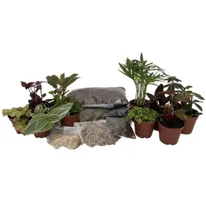 Hirt's Terrarium Kit with 10 Terrarium Plants in 2" Pots