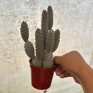 tephrocactus Pinecone 3.25” pot