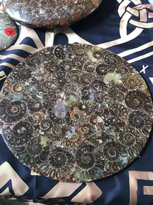Ammonite Disc