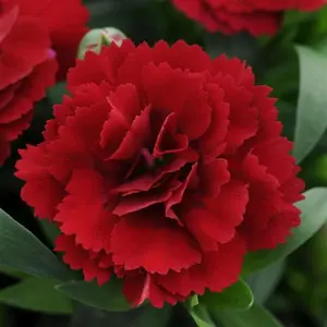200+ Scarlet Red Carnation Flower Seeds - Dianthus Caryophyllus, Heirloom Garden Seeds for Striking Landscaping and Spectacular Displays