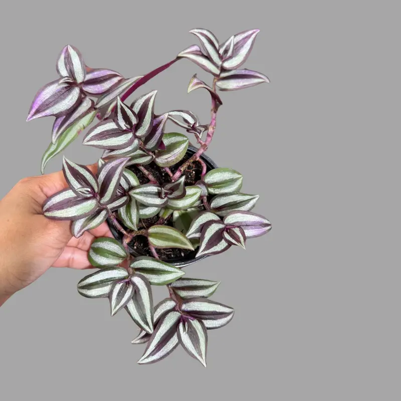 egyptian papyrus plant Paper Plant 4